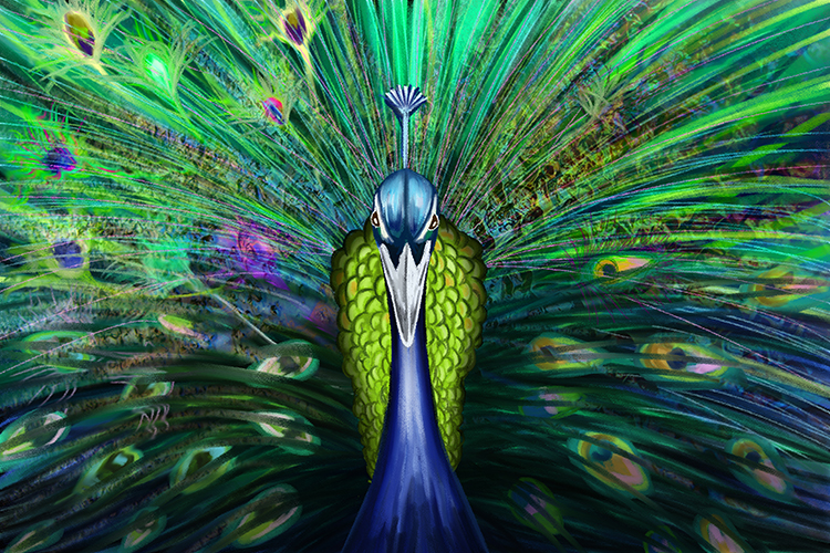 Male peacocks with the largest and brightest tail feathers reproduce more than others 